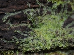 Lophocolea heterophylla
