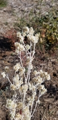 Pseudognaphalium beneolens