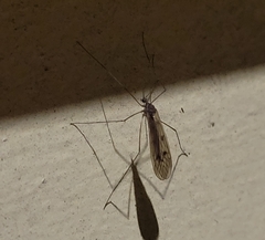 Trichocera annulata