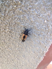 Harmonia axyridis