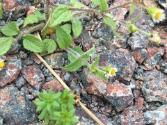 Media resource of Galinsoga quadriradiata