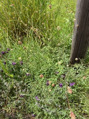 Sanguisorba minor muricata