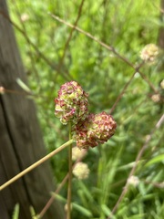 Sanguisorba minor muricata