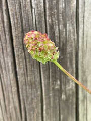 Sanguisorba minor muricata