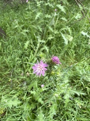 Carduus pycnocephalus