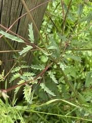 Sanguisorba minor muricata