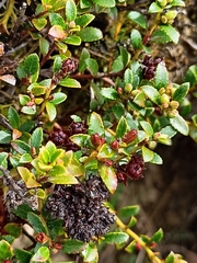 Gaultheria crassa