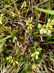 Gaultheria crassa