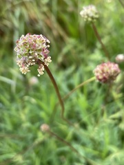 Sanguisorba minor muricata