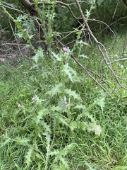 Carduus pycnocephalus