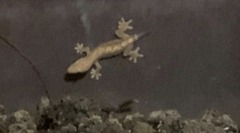 Gekkota
