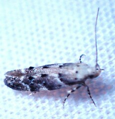 Coleotechnites coniferella