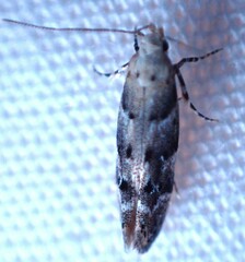 Coleotechnites coniferella