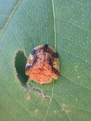 Laccoptera nepalensis