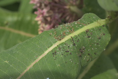 Aphis asclepiadis