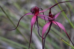 Caladenia formosa