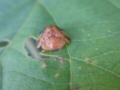 Laccoptera nepalensis
