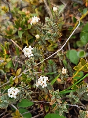 Pimelea oreophila