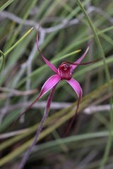 Caladenia formosa