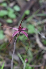 Caladenia formosa