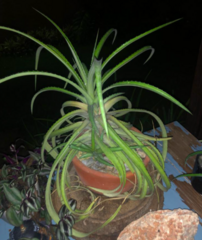Ananas comosus bracteatus