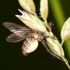 Entomophthora muscae