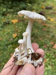 Clitocybe dilatata