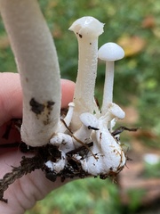Clitocybe dilatata