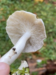 Clitocybe dilatata
