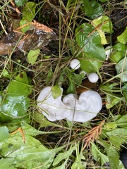 Clitocybe dilatata