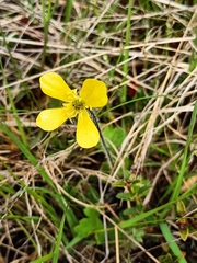 Ranunculus multiscapus