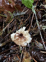 Lepiota rubrotinctoides