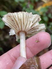 Lepiota rubrotinctoides