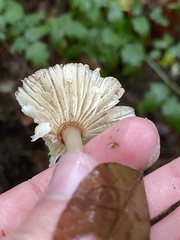 Lepiota rubrotinctoides