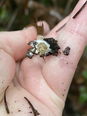 Lepiota rubrotinctoides