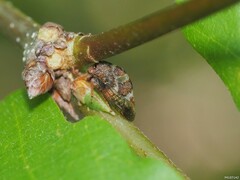 Cyrtolobus puritanus