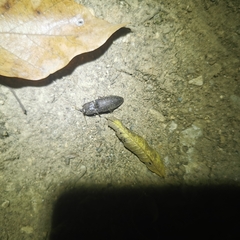 Agrypnus bipapulatus