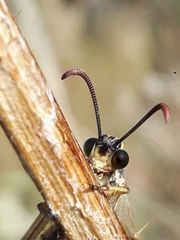 Myrmecaelurus trigrammus