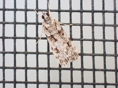 Scoparia chiasta