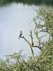 Fringilla coelebs gengleri