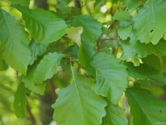 Cyrtolobus puritanus