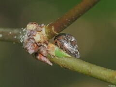 Cyrtolobus puritanus