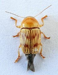 Cryptocephalus quercus