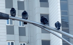 Columba livia domestica