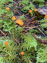 Mycena strobilinoidea