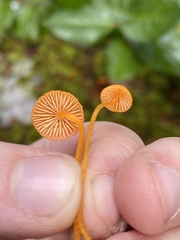 Mycena strobilinoidea