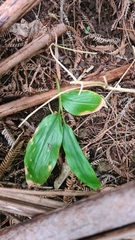 Hedychium