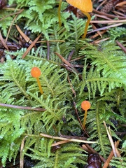 Mycena strobilinoidea