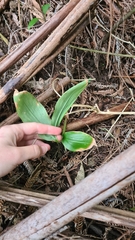 Hedychium