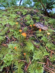 Mycena strobilinoidea